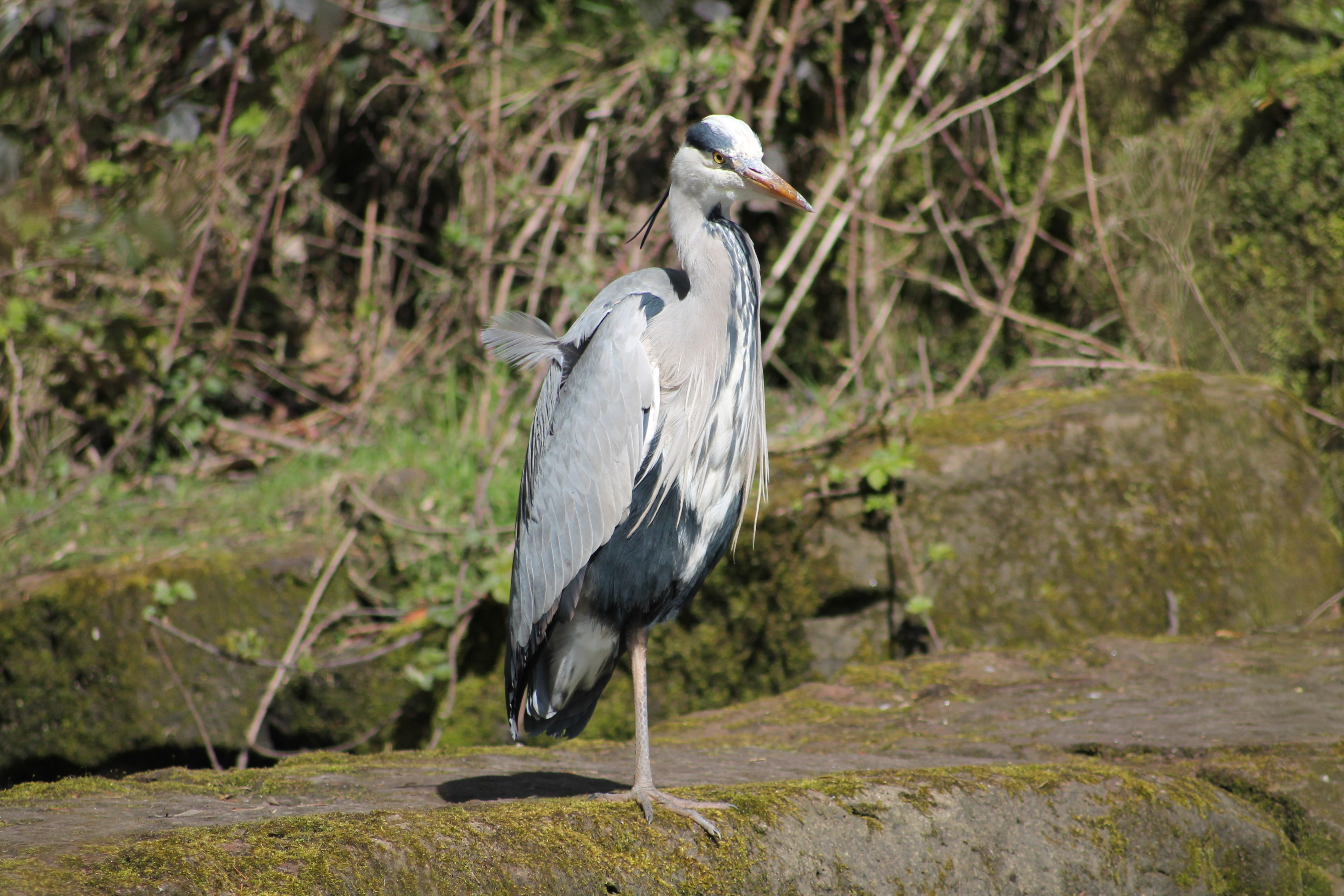 hanley park stoke on trent