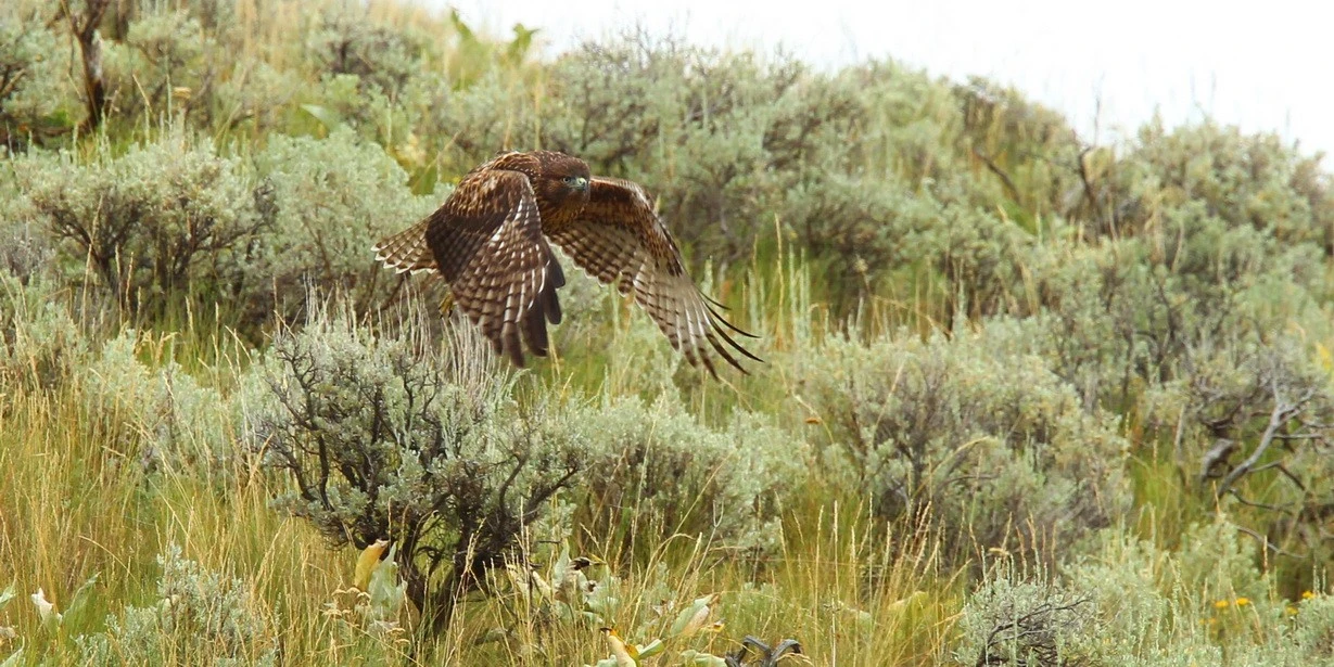 Harris_Hawk_Flying