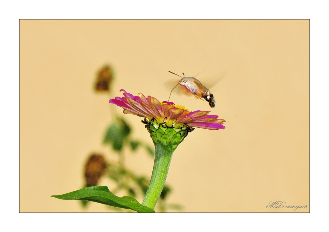 hawk moth