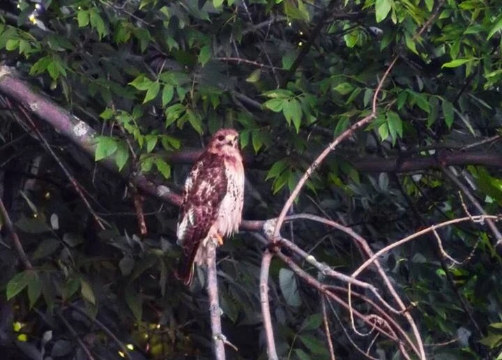 Hawk