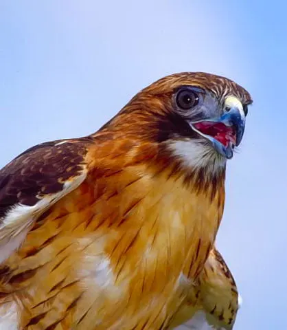 hawk1