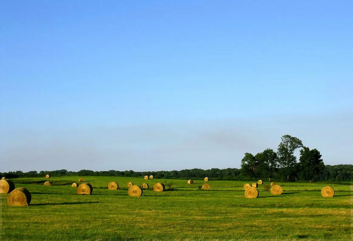 hay in the field