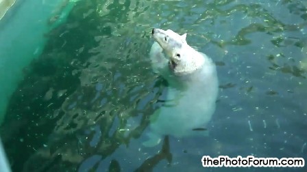 HD video of Swimming polar bear