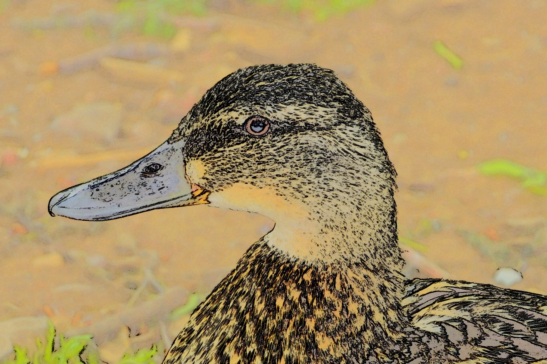 Head Duck