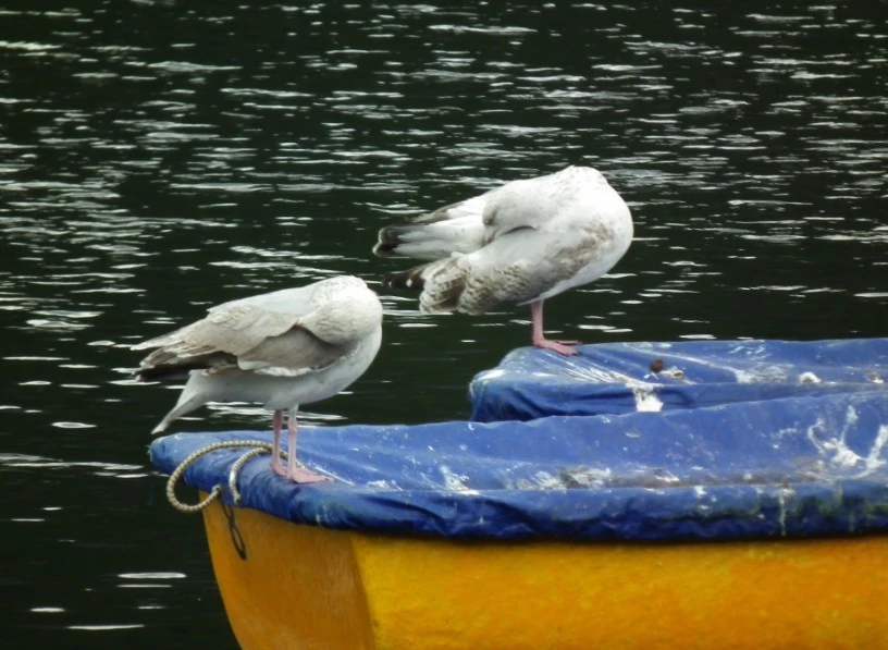 Headless_Herring_Gulls_of_Llanberis