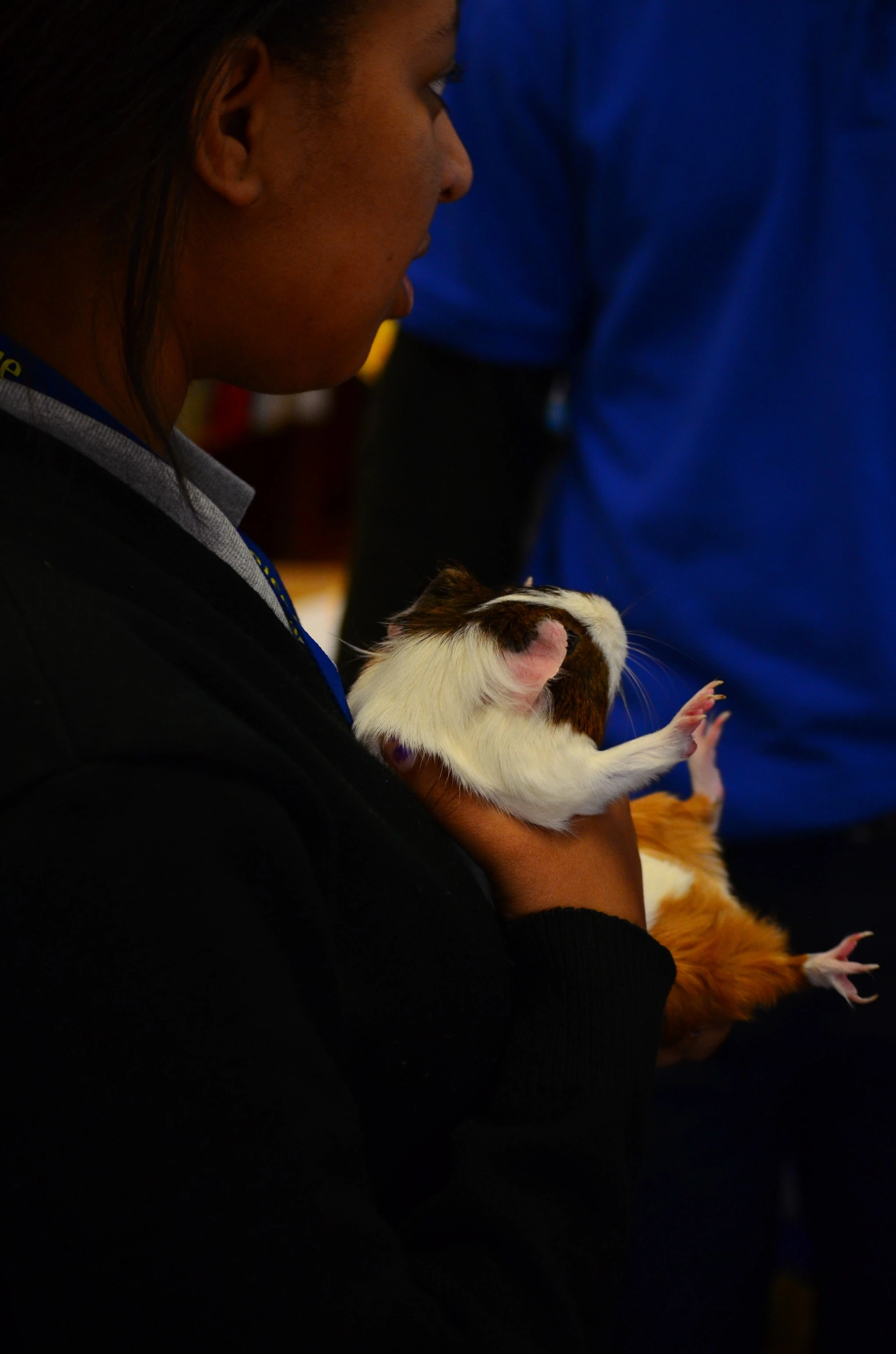 Helpless Guinea Pig