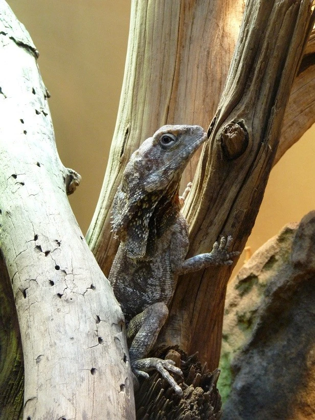here lizard lizard