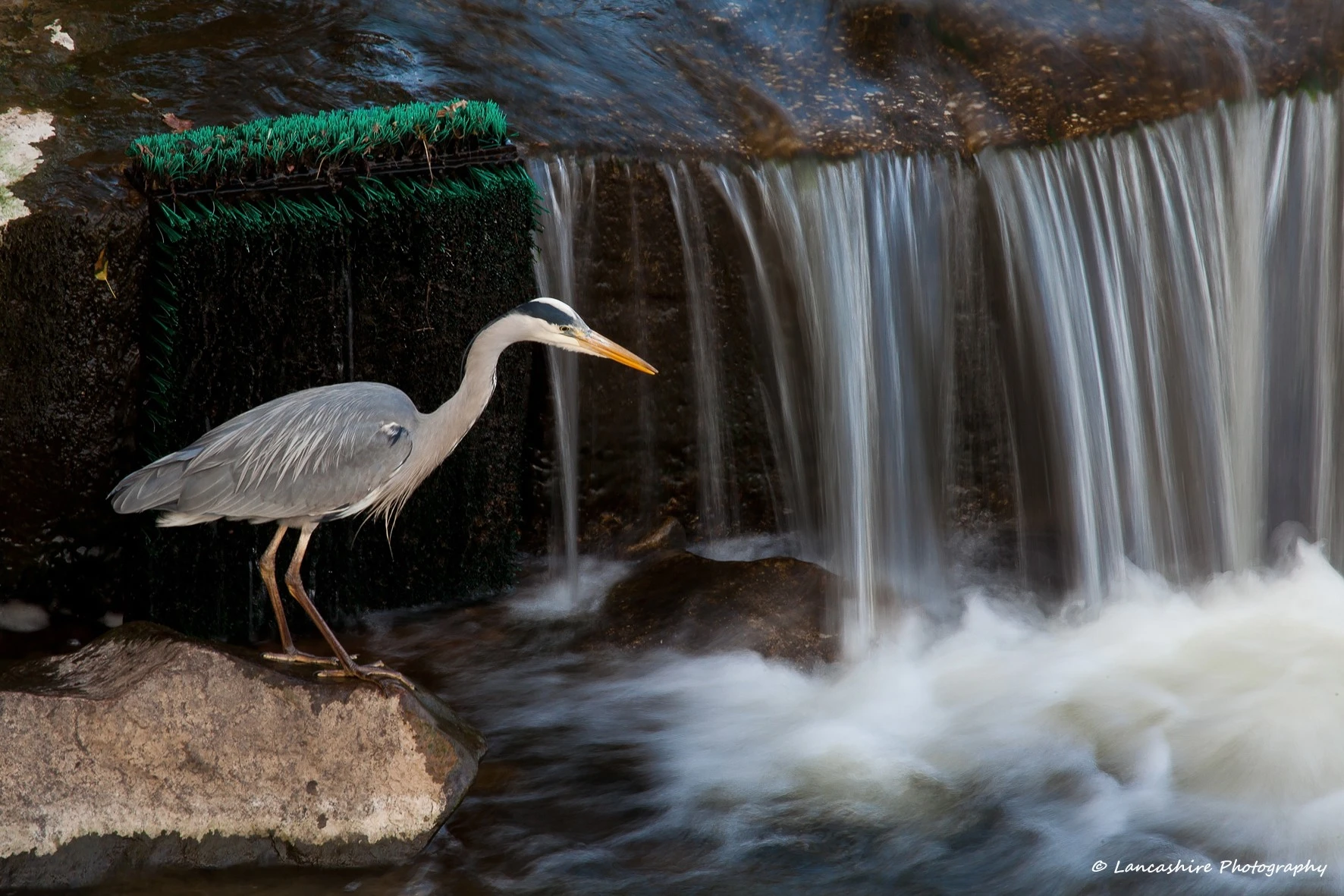 Heron Fishing