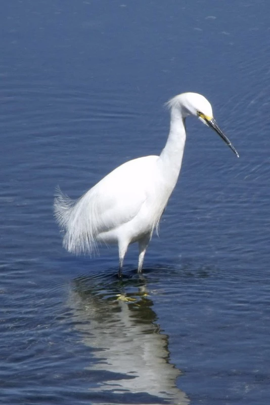Heron