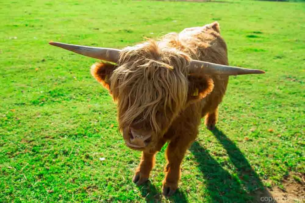 Highland cattle with horns