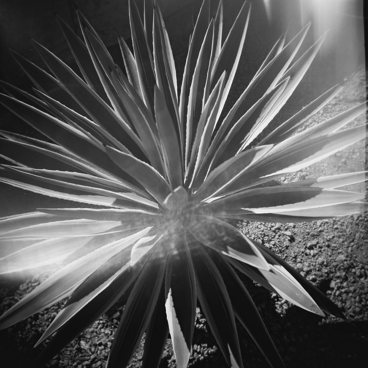 holga-cac