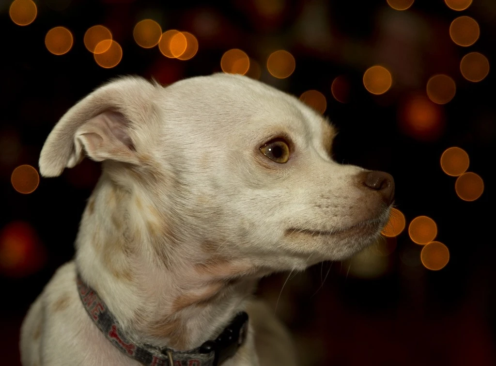 Holiday lights with Ginger