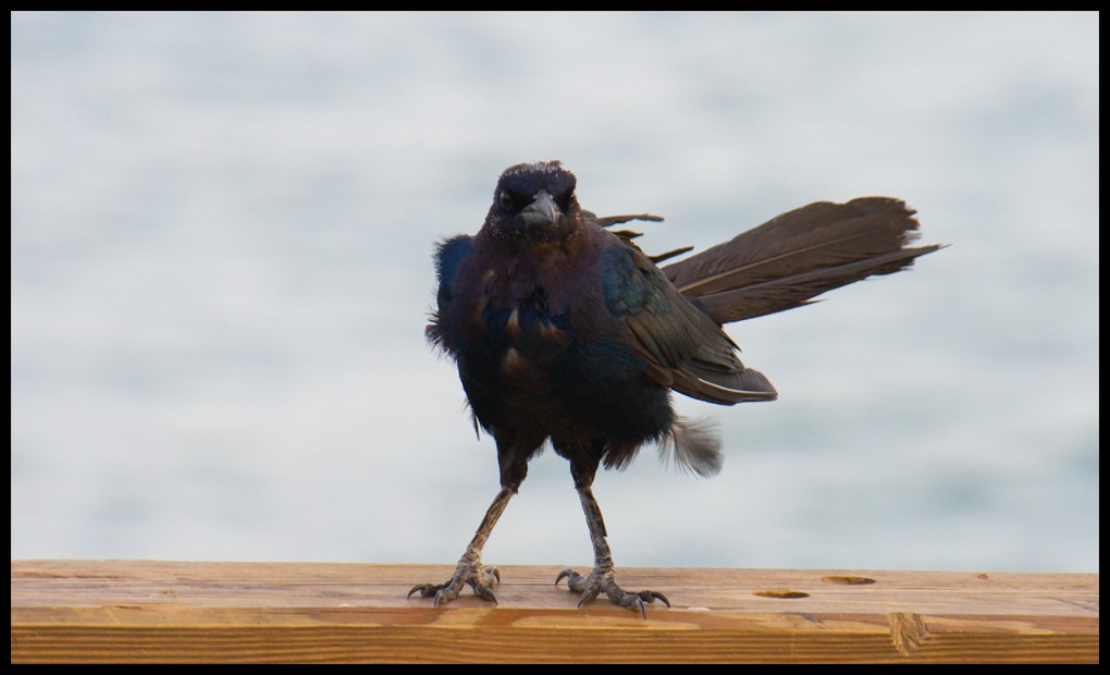 Homeless Crow