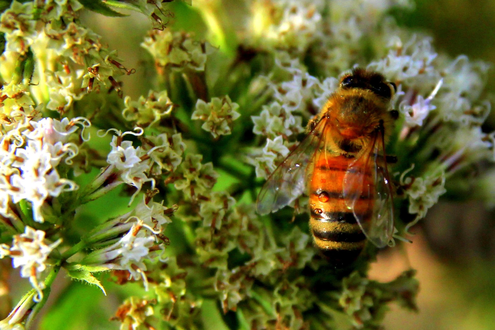 Honey Bee At Work