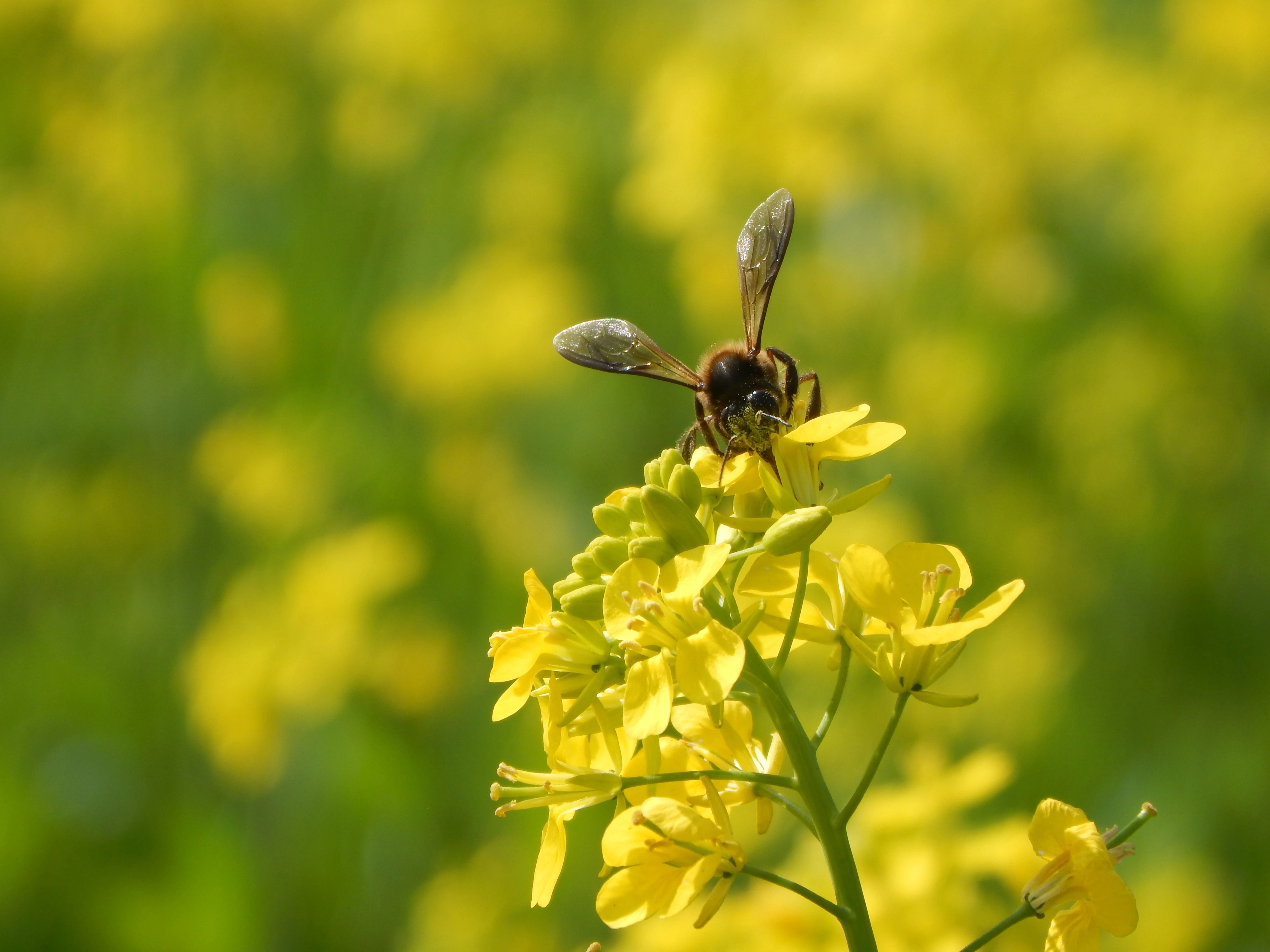 honey bee flexes wing