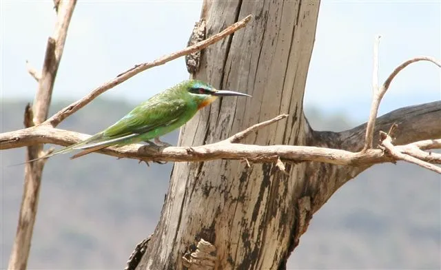 Honeyeater