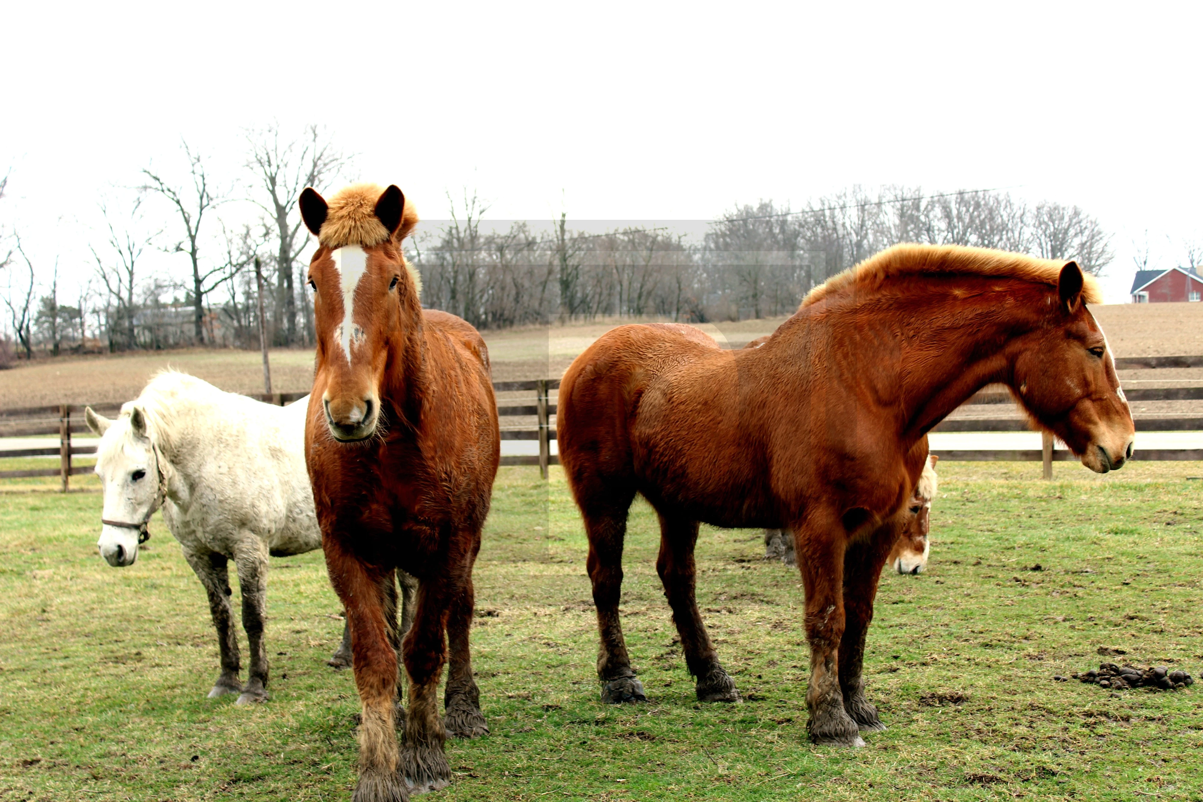 Horse Formation