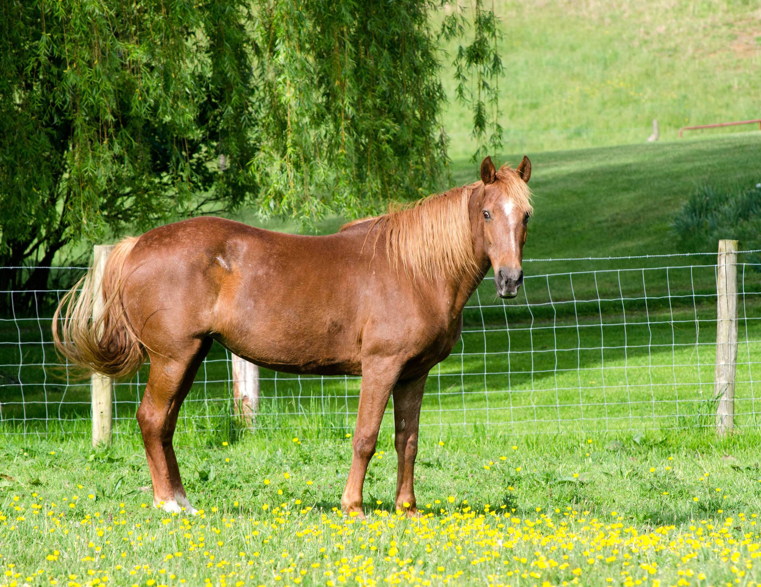 Horse head up