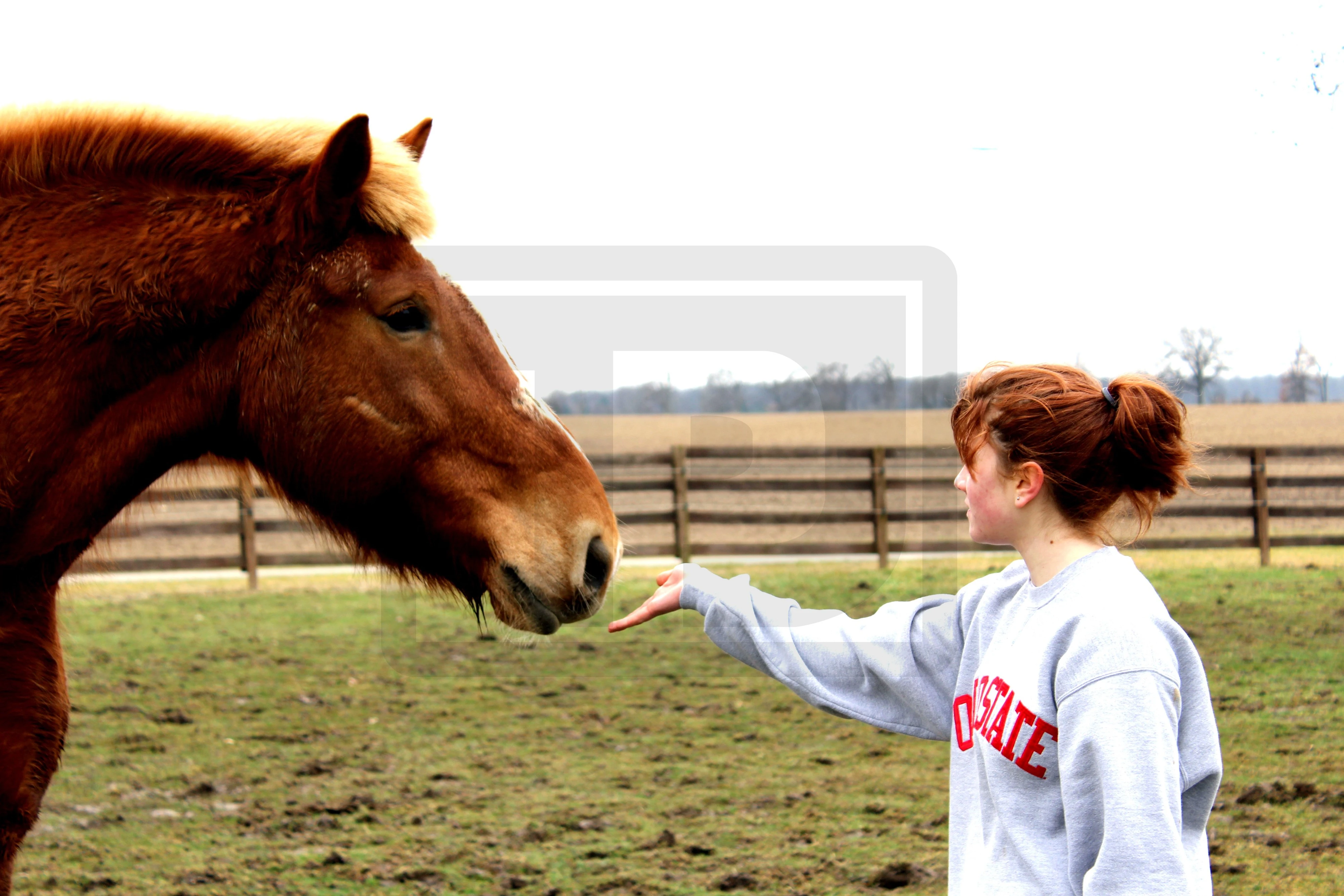 Horse Love