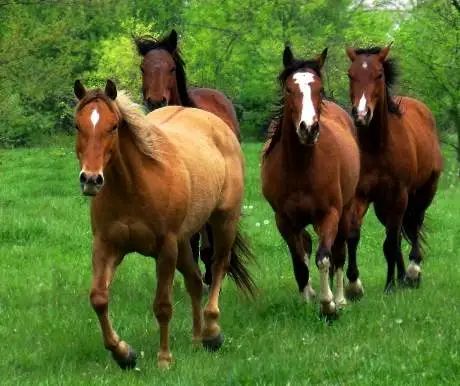 horses