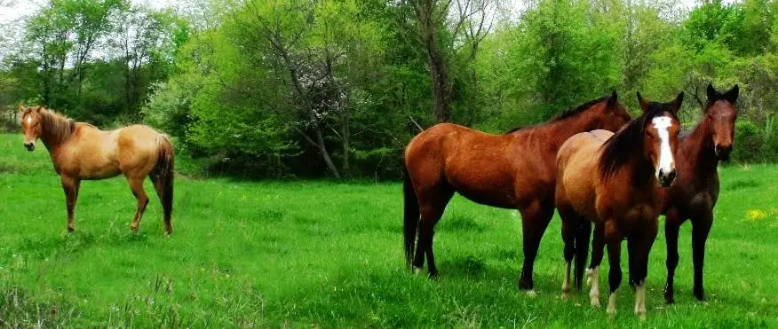 horses