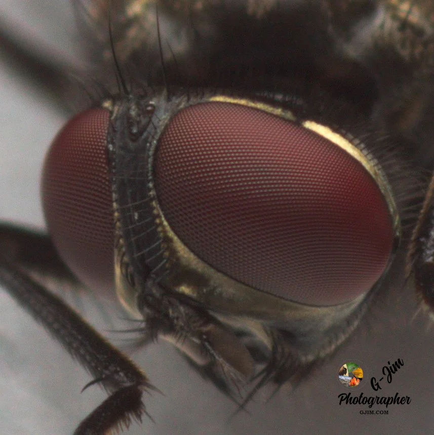 House fly
