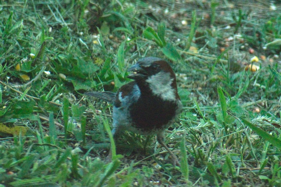 House Sparrow.jpg