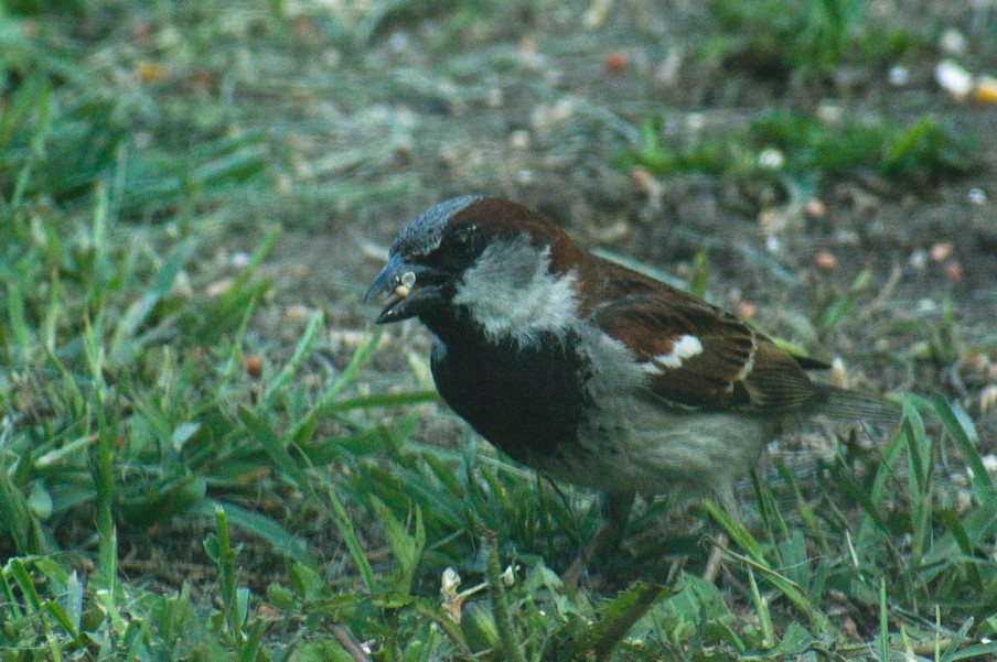 House Sparrow.jpg