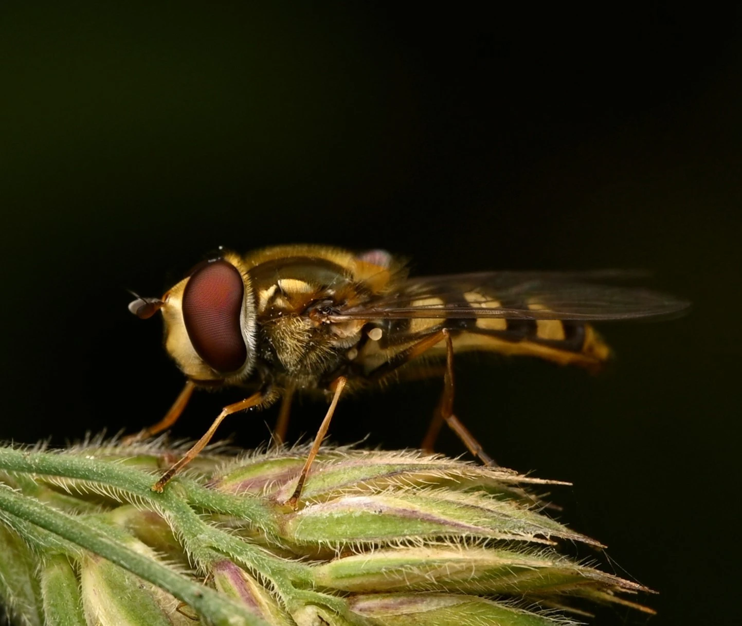 HoverFly.JPG