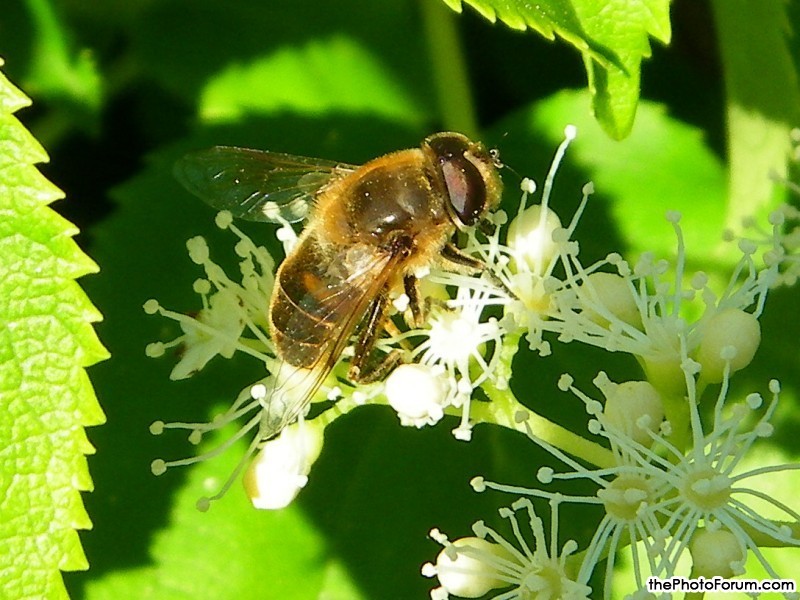 Hoverfly