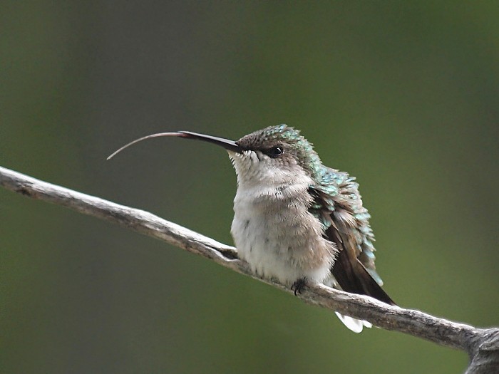 Hummers tongue