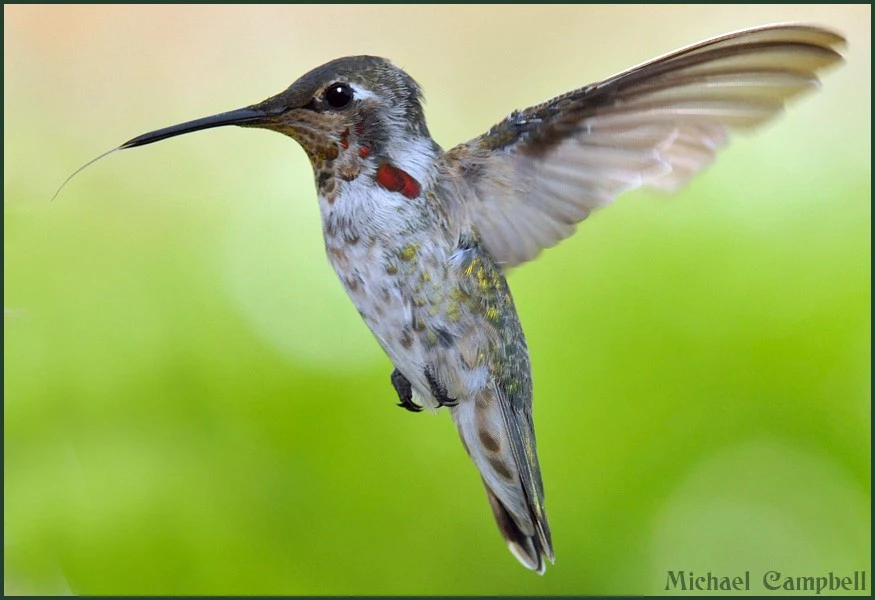 Humming Bird