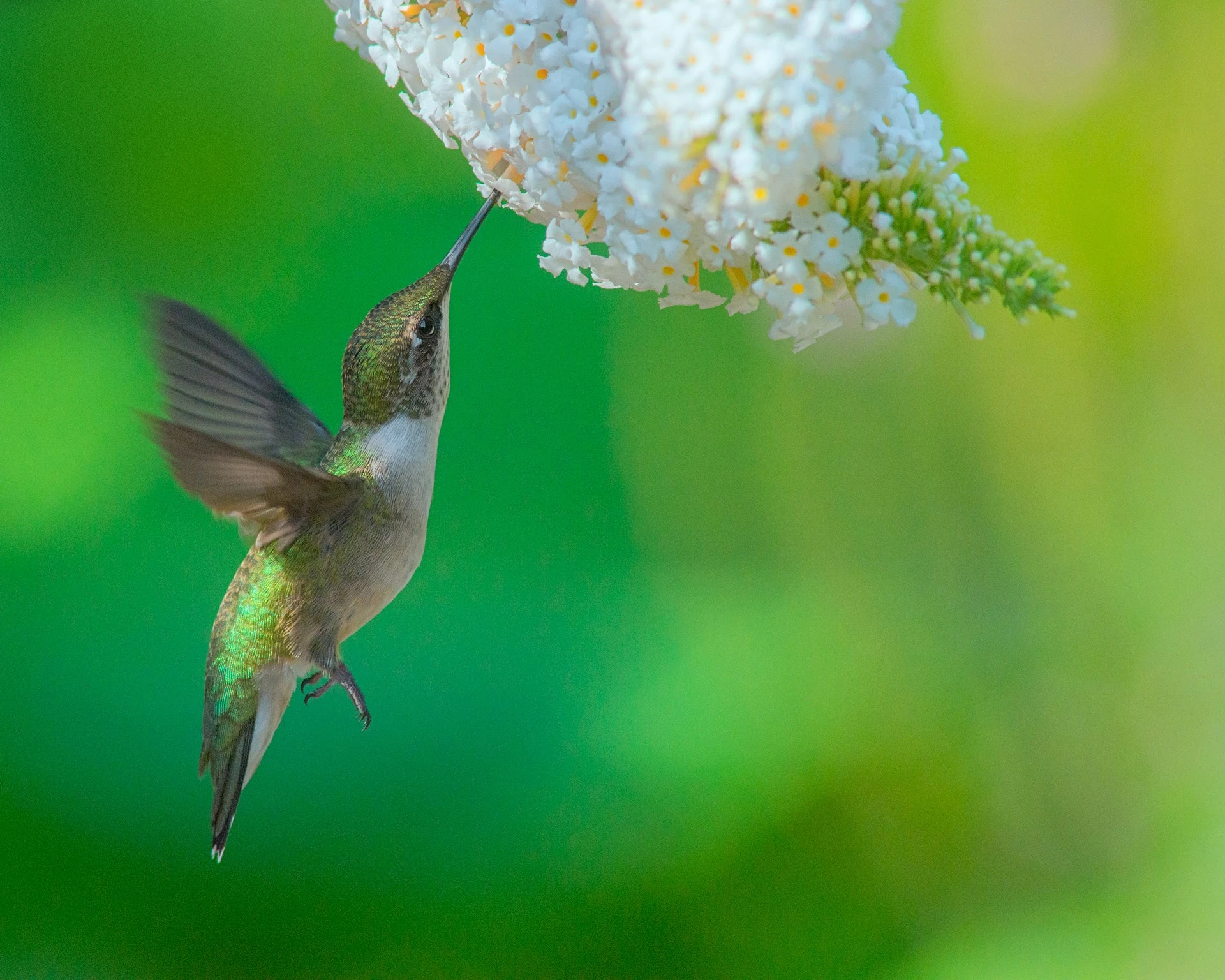 Hummingbird On Budlea