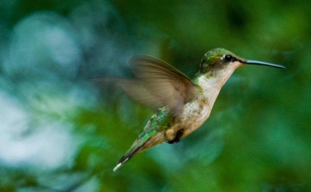 Hummingbird