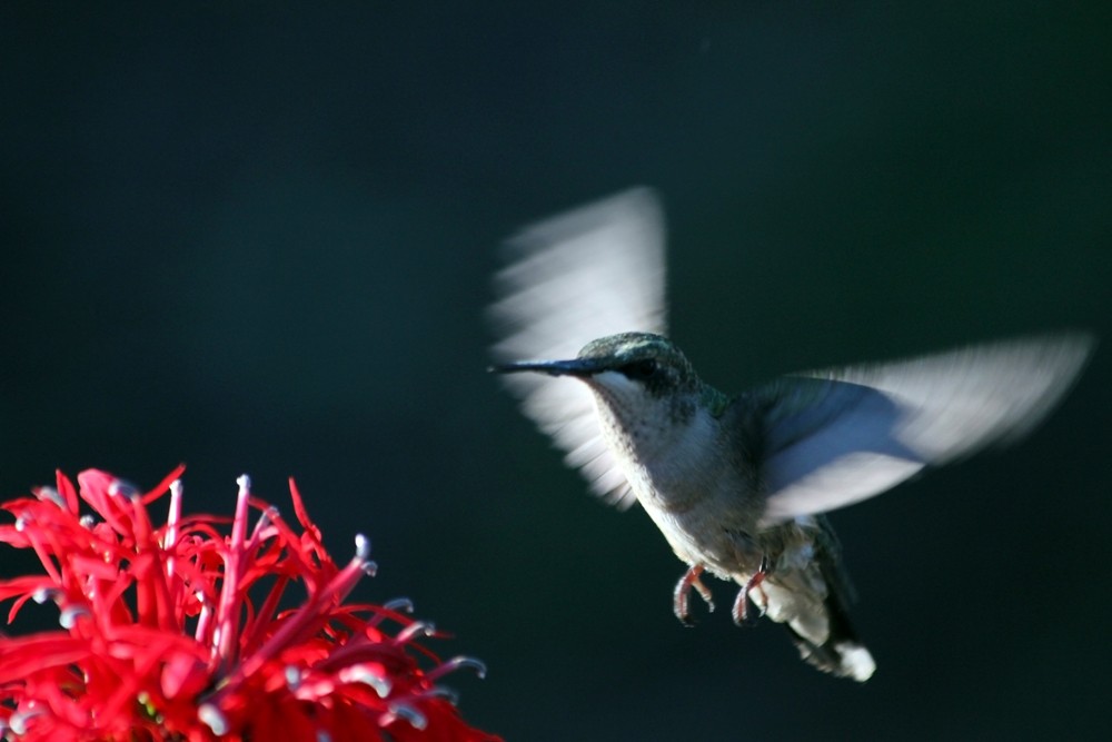 hummingbird