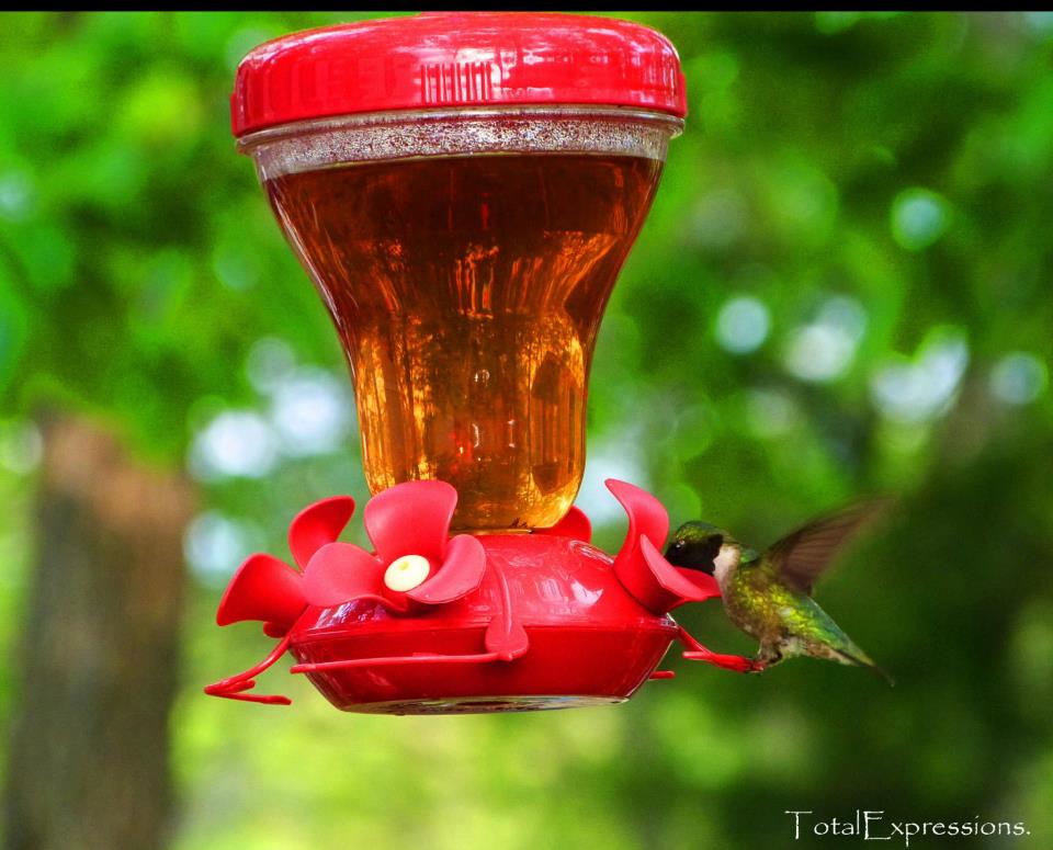 Hummingbird.