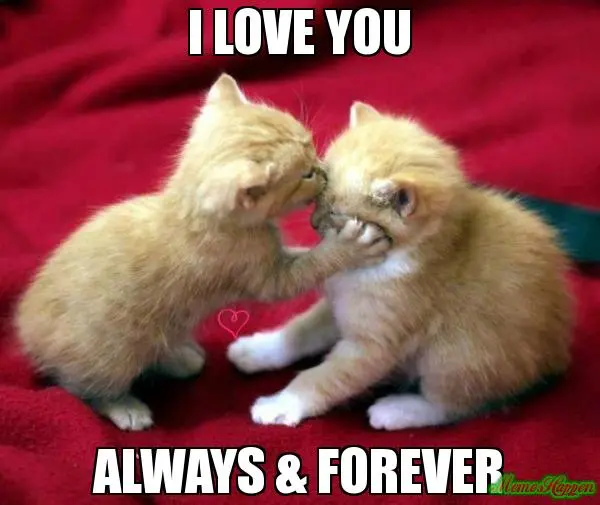 i love you meme
