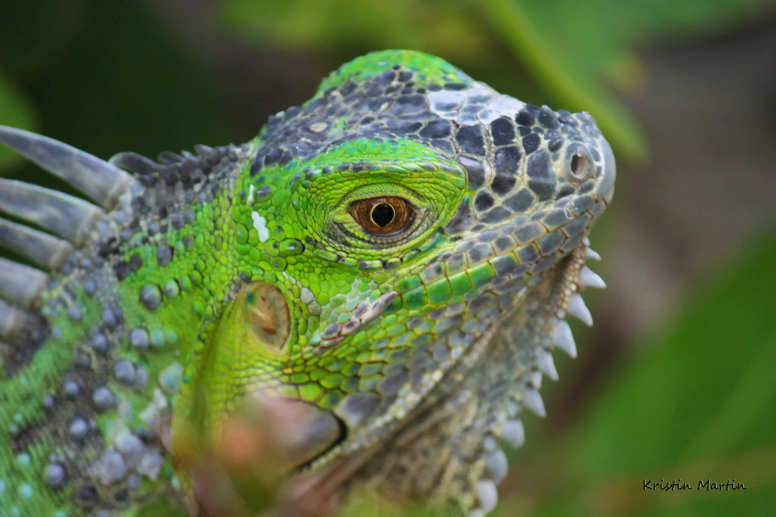 Iguana