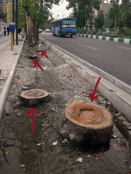 Illegal Cutting -2