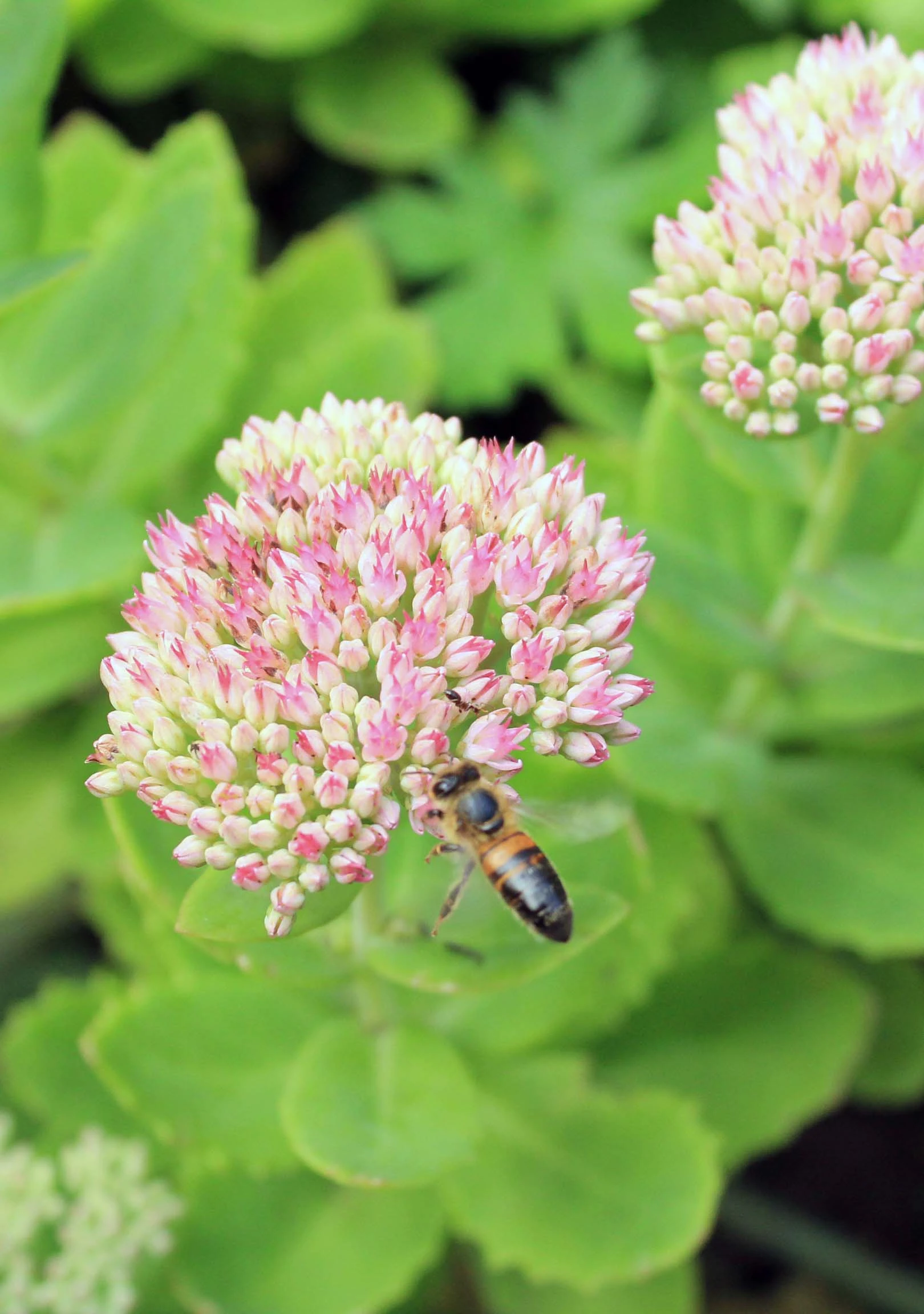 IMG_0093-_The_wasp_flying_and_the_ant-cropped