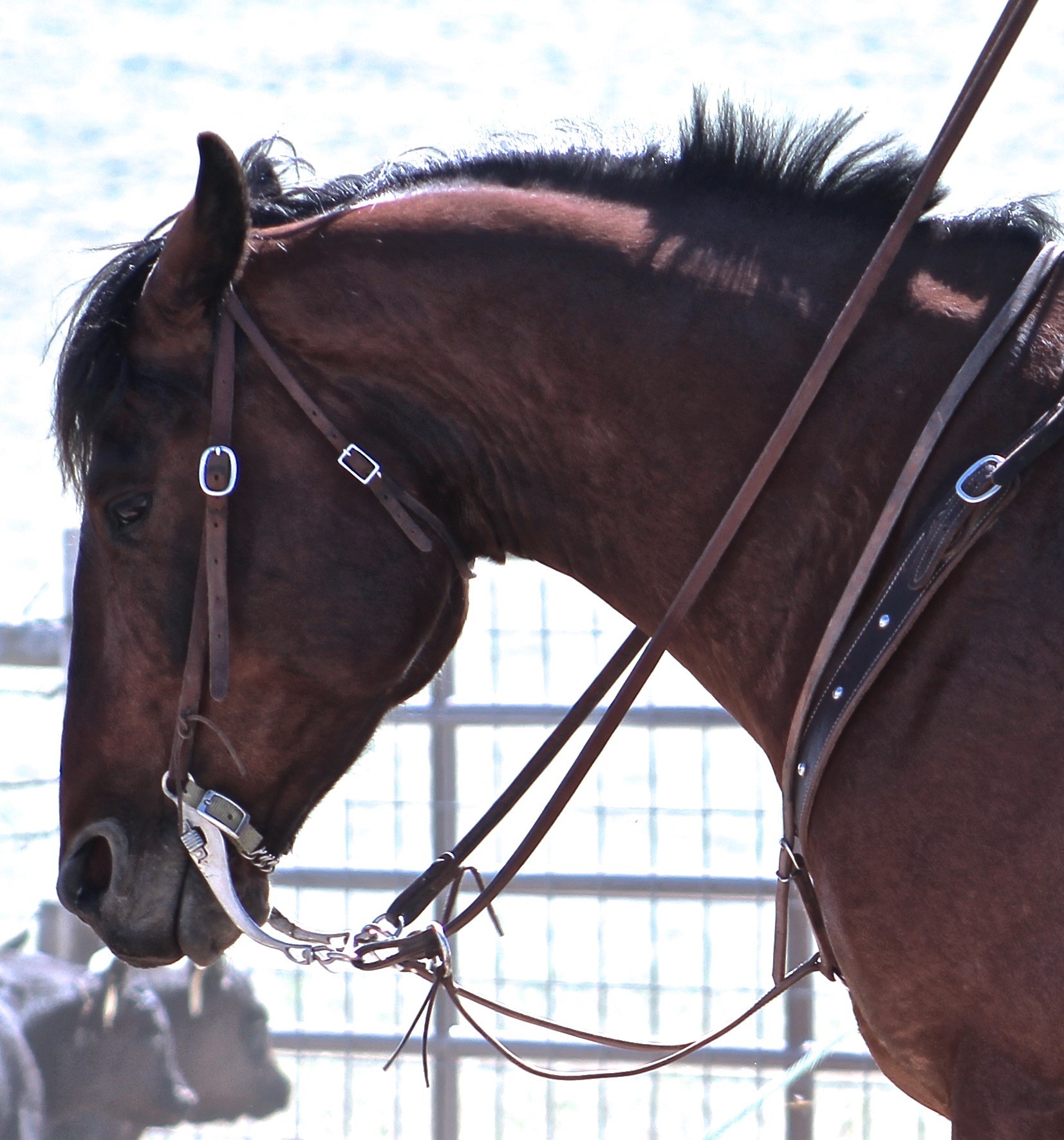 In the branding pen.