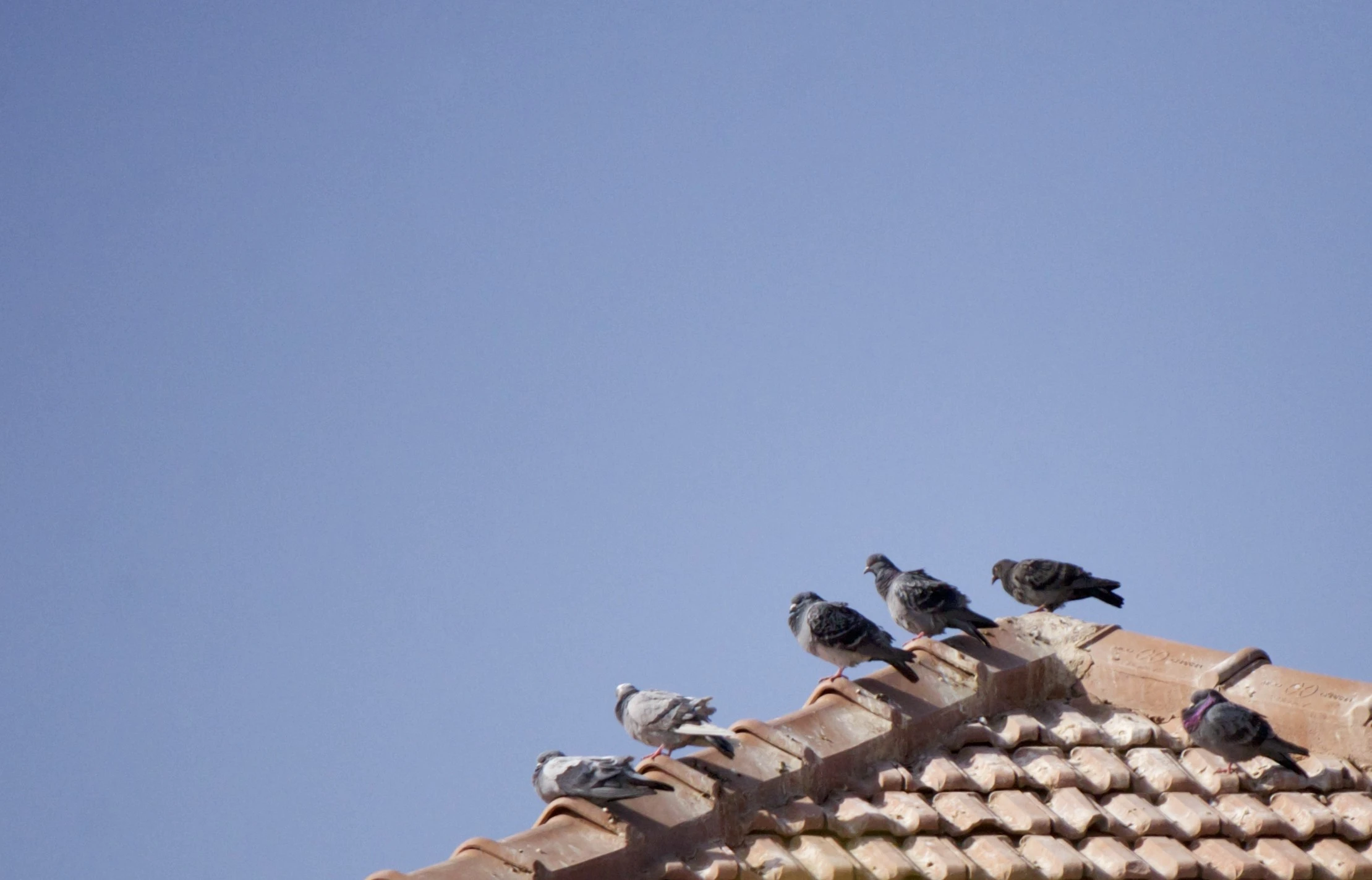 In The Roof