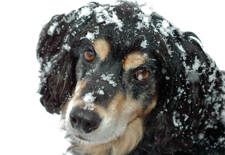 In the Snow