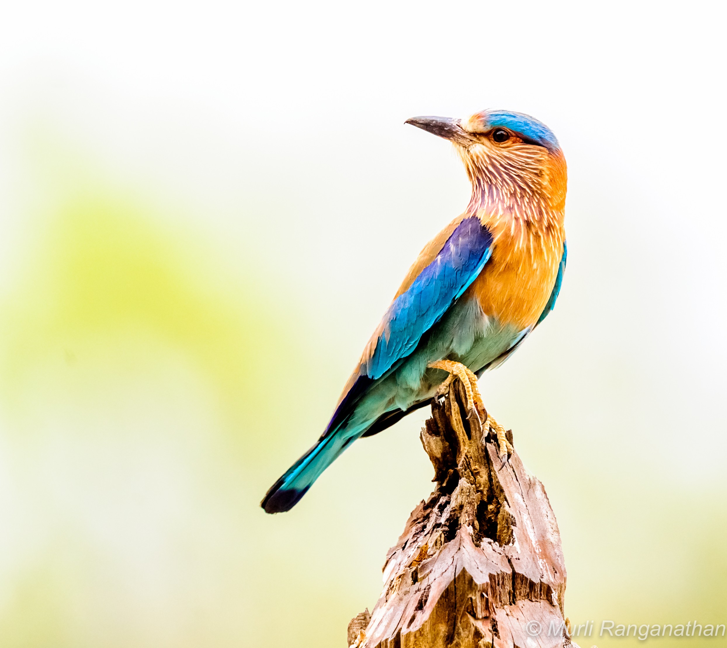 Indian roller