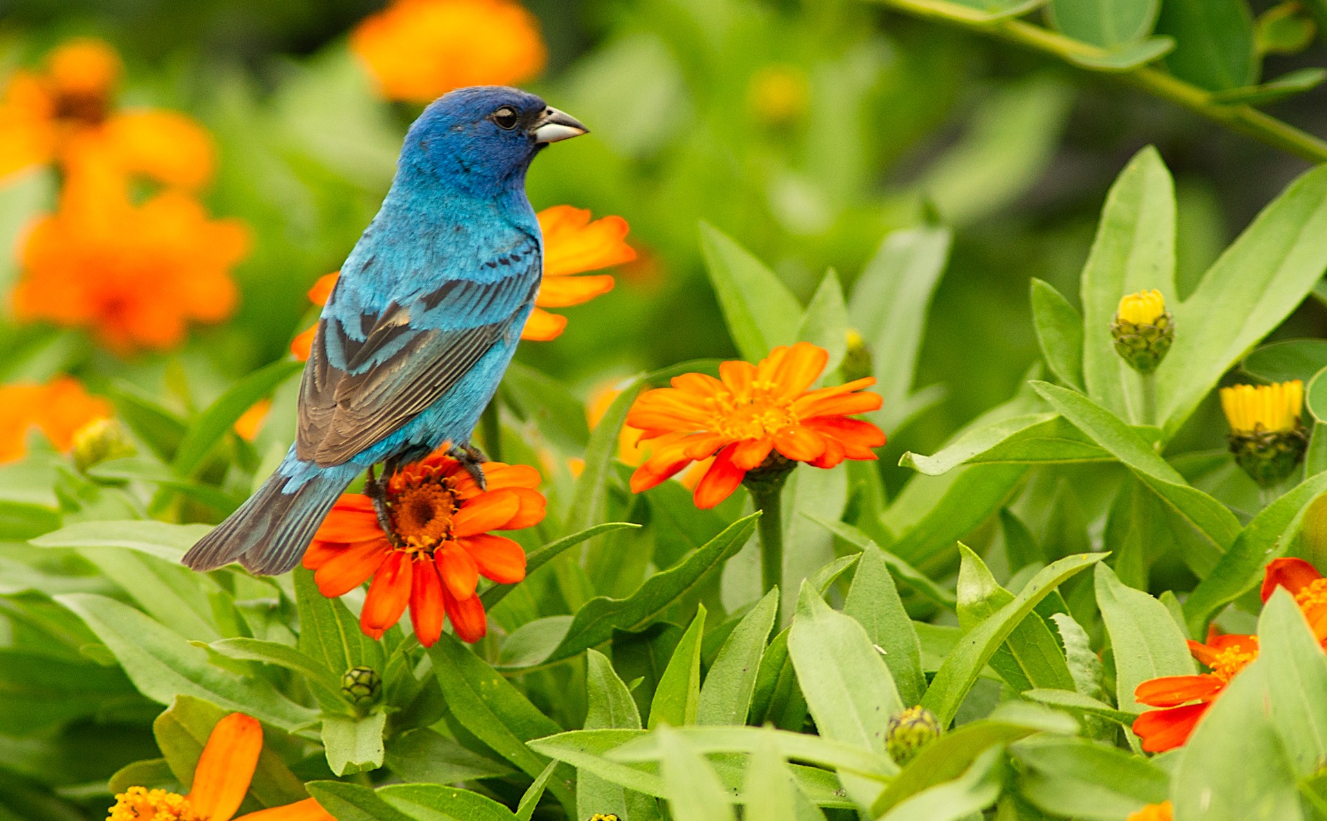 Indigo Bunting