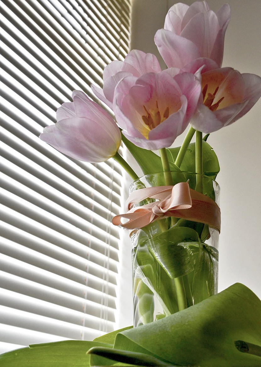 Indoor tulips