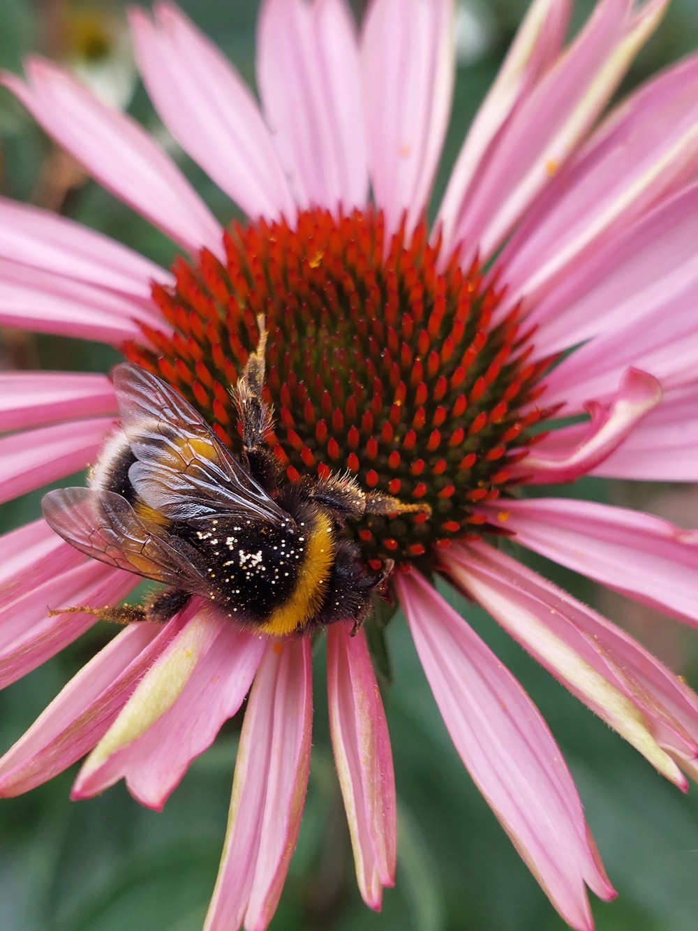 Insect and flower