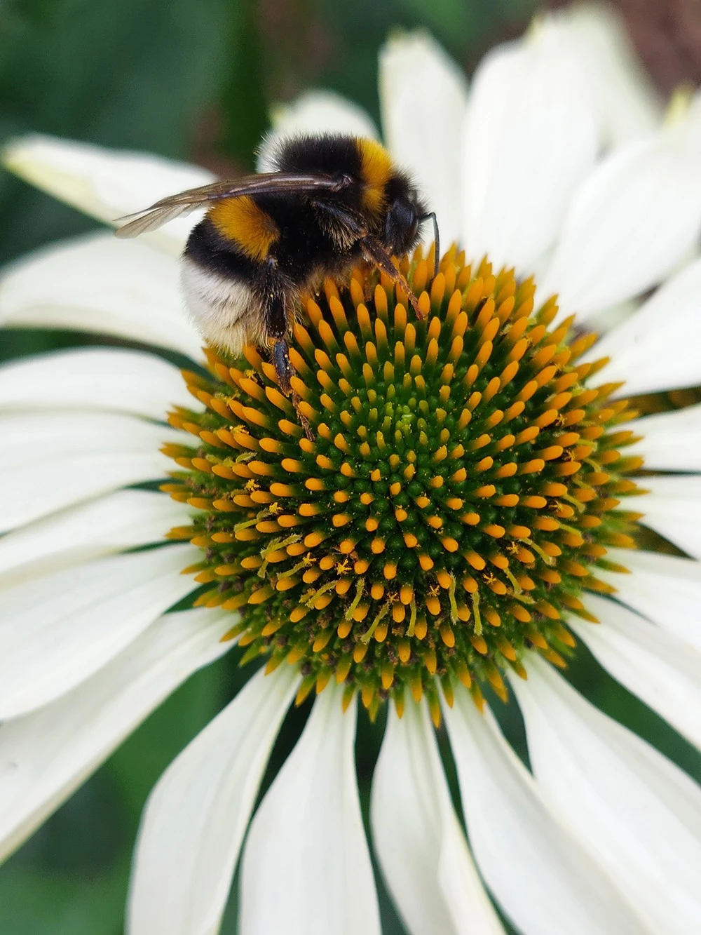 Insect and flower