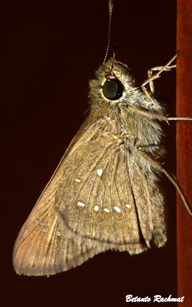 Insect in Macro