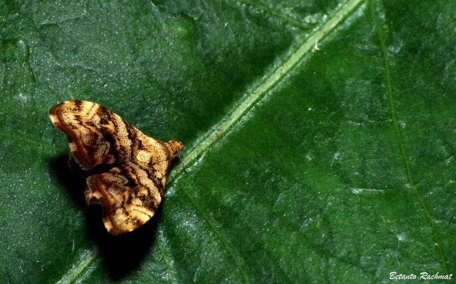Insect